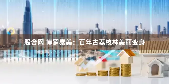 股合网 博罗泰美：百年古荔枝林美丽变身